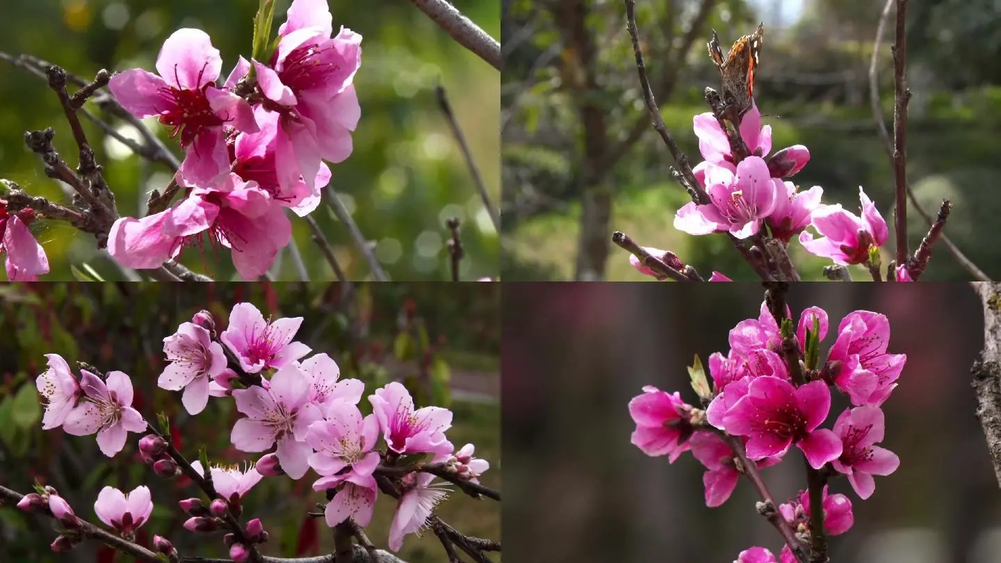 桃花视频性视频_桃花视频性视频_桃花视频性视频