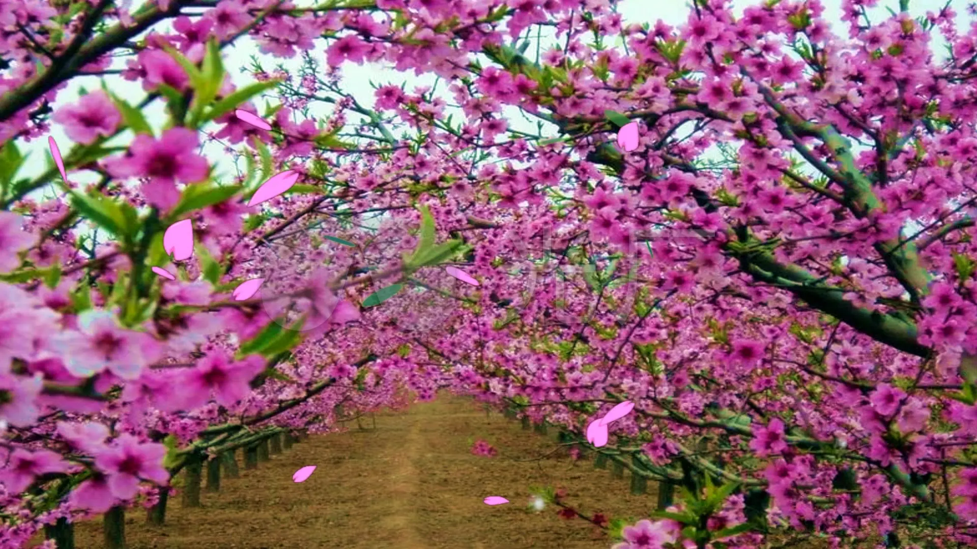 桃花视频性视频_桃花视频性视频_桃花视频性视频