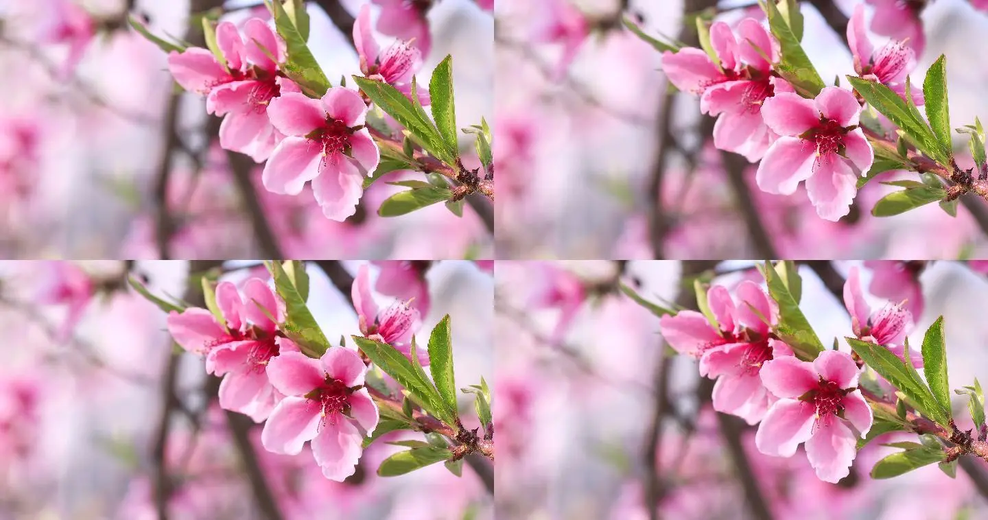 桃花视频性视频_桃花视频性视频_桃花视频性视频