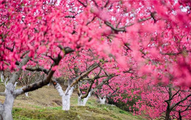 桃花视频性视频_桃花视频性视频_桃花视频性视频