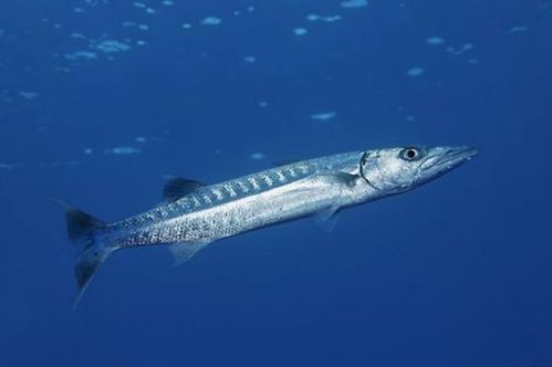海狼网