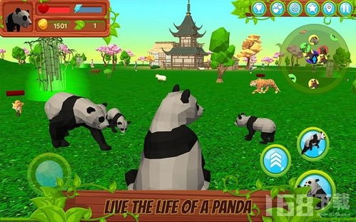 关于熊猫的游戏,探索国宝奥秘